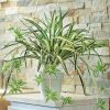 Dekoration BADER | Wasserlilie Im Topf