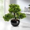 Dekoration BADER | Larchen-Bonsai